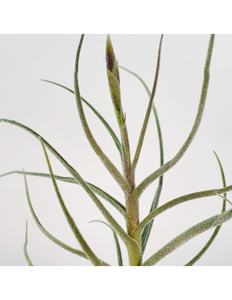 Tillandsia Holm´s Mallekii Ecoterrazas