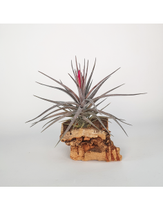 Aeranthos x Tenuifolia Amethyst Tillandsia Ecoterrazas