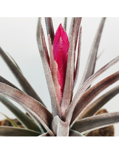 Tillandsia Aeranthos x Tenuifolia Amethyst Ecoterrazas
