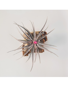 Aeranthos x Tenuifolia Amethyst Tillandsia Ecoterrazas 2