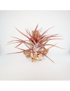 Tillandsia Novakii Ecoterrazas