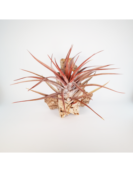 Tillandsia Novakii Ecoterrazas