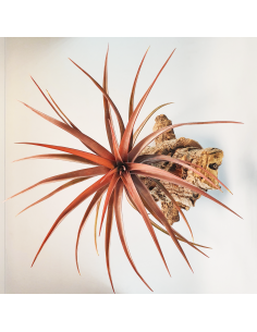Tillandsia Novakii Ecoterrazas 2