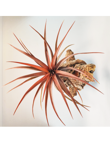 Tillandsia Novakii Ecoterrazas