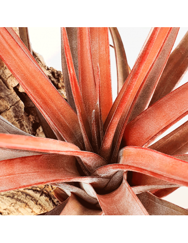 Tillandsia Novakii Ecoterrazas