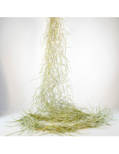 Tillandsia Usneoides Capellini Ecoterrazas