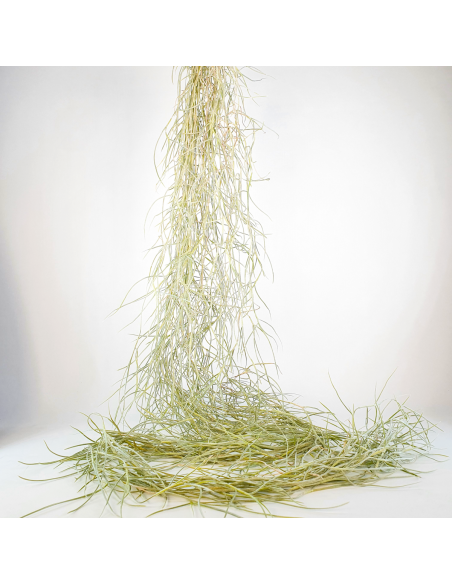 Tillandsia Usneoides Capellini Ecoterrazas