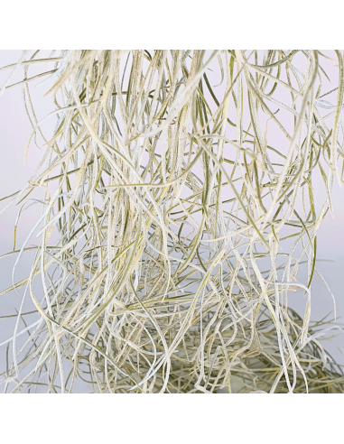 Tillandsia Usneoides Capellini Ecoterrazas
