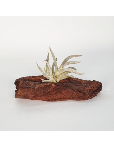 Tillandsia Castellanii Ecoterrazas