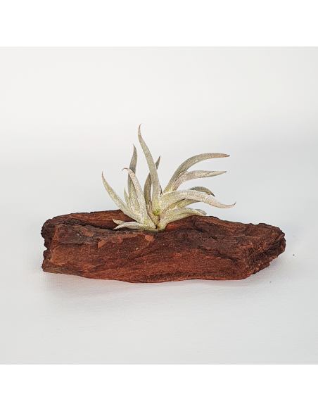 Tillandsia Castellanii Ecoterrazas
