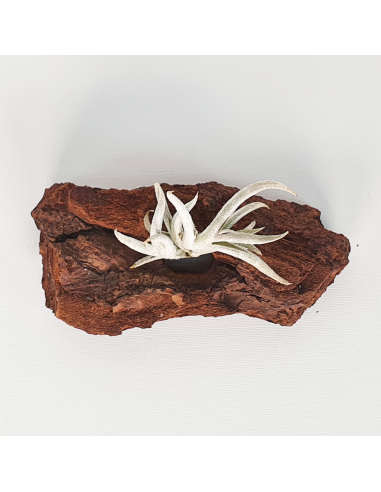 Tillandsia Castellanii Ecoterrazas