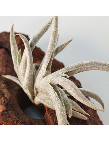 Tillandsia Castellanii Ecoterrazas