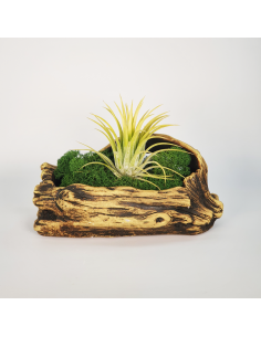Tiesto para Tillandsias forma 1 Ecoterrazas
