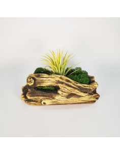 Tiesto para Tillandsias forma 1 Ecoterrazas 2