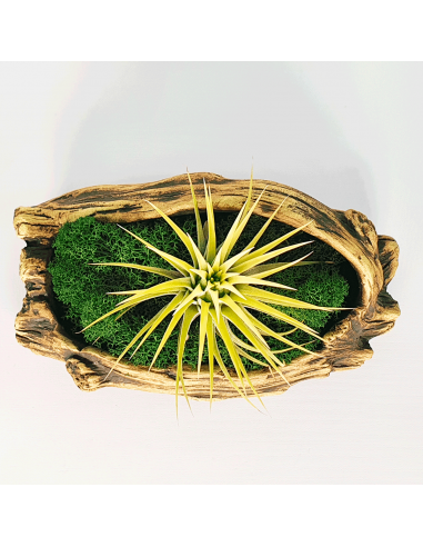 Tiesto para Tillandsias forma 1 Ecoterrazas