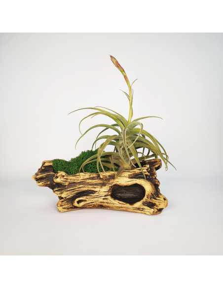 Tiesto para Tillandsias forma 2 Ecoterrazas