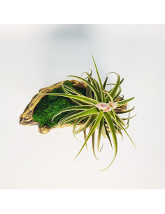 Tiesto para Tillandsias forma 2 Ecoterrazas 2