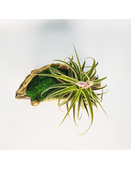 Tiesto para Tillandsias forma 2 Ecoterrazas