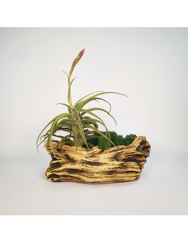 Tiesto para Tillandsias forma 2 Ecoterrazas