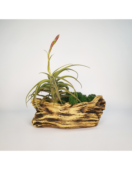 Tiesto para Tillandsias forma 2 Ecoterrazas