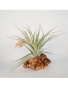 Tillandsia Gardneri Ecoterrazas