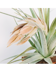 Tillandsia Gardneri Ecoterrazas 2