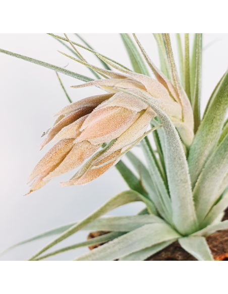 Tillandsia Gardneri Ecoterrazas