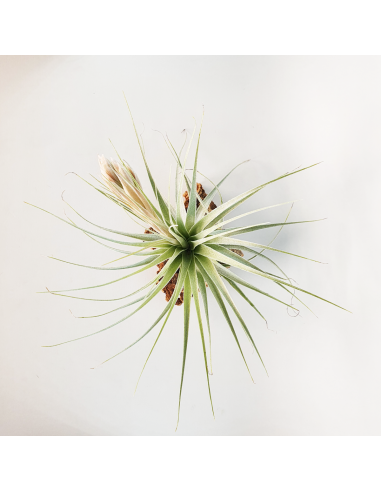 Tillandsia Gardneri Ecoterrazas