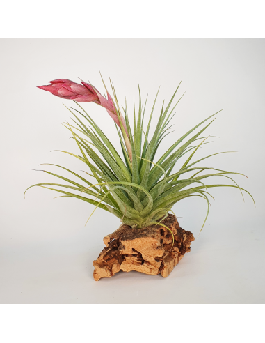 Tillandsia Tropic Skye Ecoterrazas