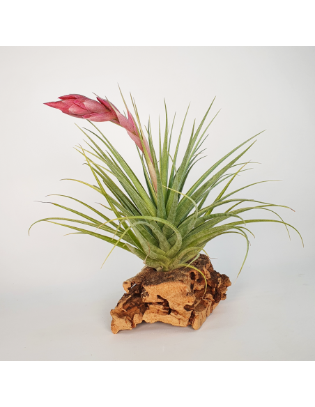 Tillandsia Tropic Skye Ecoterrazas