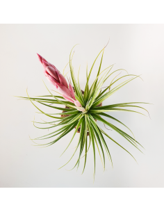 Tillandsia Tropic Skye Ecoterrazas 2