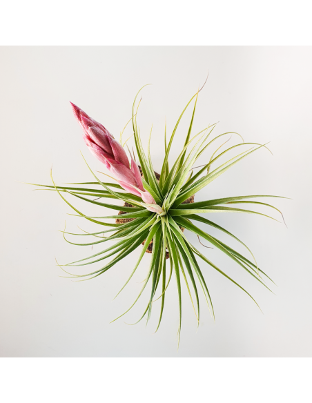 Tillandsia Tropic Skye Ecoterrazas