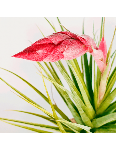 Tillandsia Tropic Skye Ecoterrazas