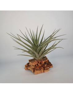 Tillandsia Aeranthos Giant Form Ecoterrazas