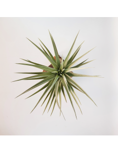 Tillandsia Aeranthos Giant Form Ecoterrazas 2