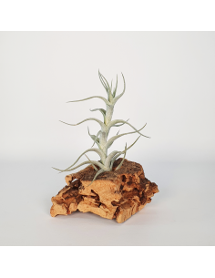Tillandsia Albida Minor Ecoterrazas