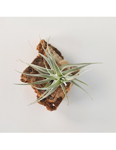 Tillandsia Albida Minor Ecoterrazas 2