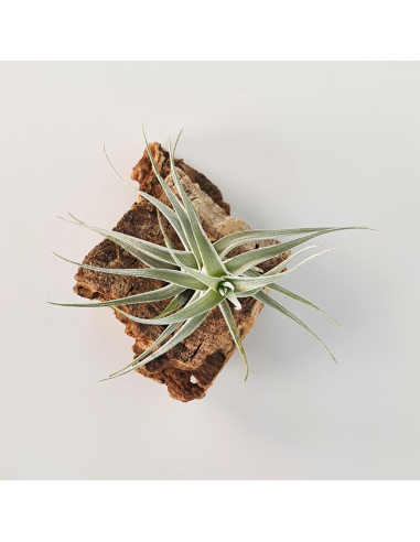 Albida Mini Tillandsia Ecoterrazas