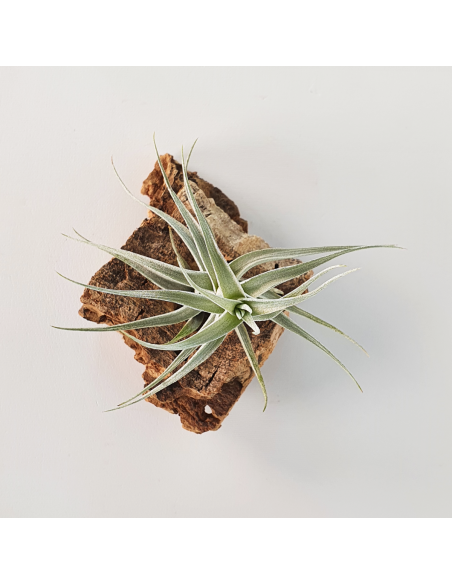 Tillandsia Albida Minor Ecoterrazas