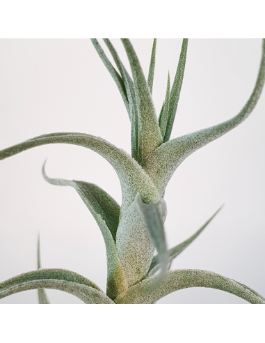 Albida Mini Tillandsia Ecoterrazas