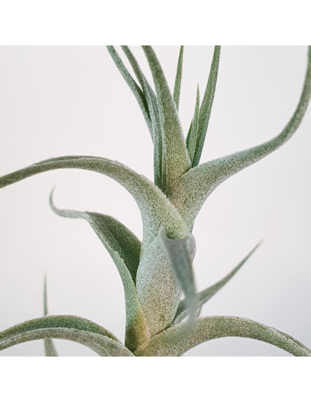 Tillandsia Albida Minor Ecoterrazas