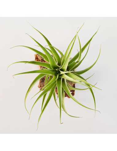 Tillandsia Cacticola Alba Ecoterrazas