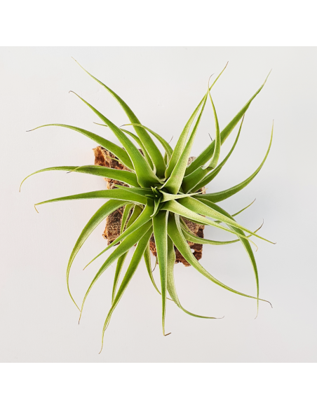 Tillandsia Cacticola Alba Ecoterrazas