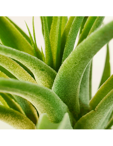 Tillandsia Cacticola Alba Ecoterrazas