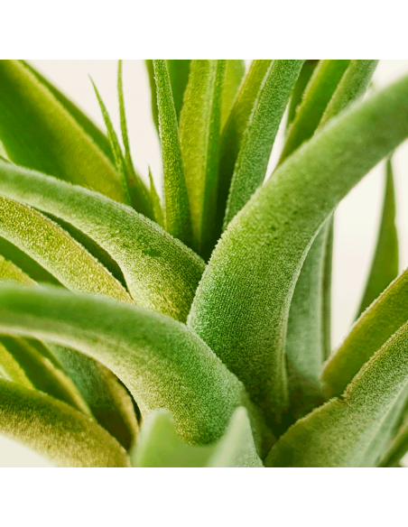 Tillandsia Cacticola Alba Ecoterrazas