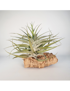 Tillandsia Cacticola Bright Leaf XL Ecoterrazas