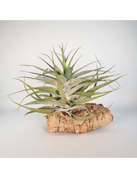 Tillandsia Cacticola Bright Leaf XL Ecoterrazas