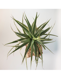 Tillandsia Cacticola Bright Leaf XL Ecoterrazas 2