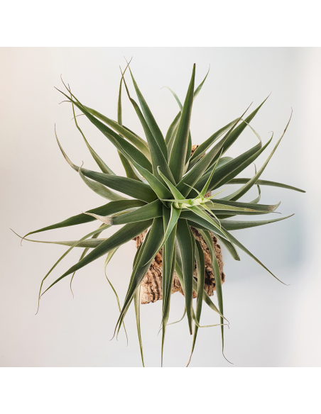 Tillandsia Cacticola Bright Leaf XL Ecoterrazas