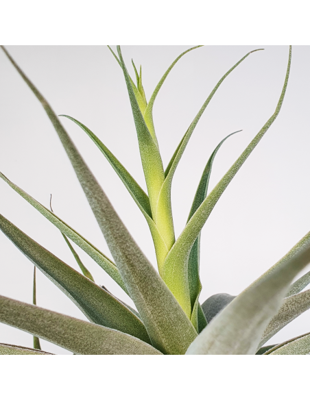 Tillandsia Cacticola Bright Leaf XL Ecoterrazas